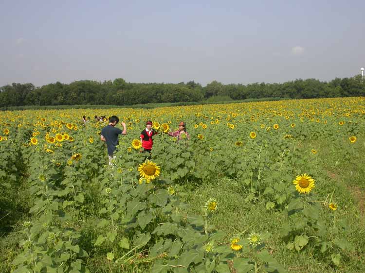 Sunflower 11.JPG 84.0K